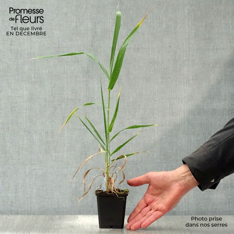 Arundo donax - Canne de Provence en godet de 9cm sample as delivered in winter