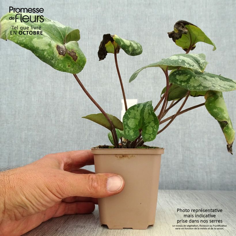 Asarum splendens - Asaret Godet de 9cm sample as delivered in autumn