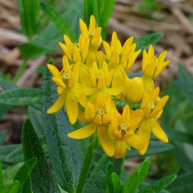 Asclepias tuberosa Hellow Yellow - Milkweed (Flowering)