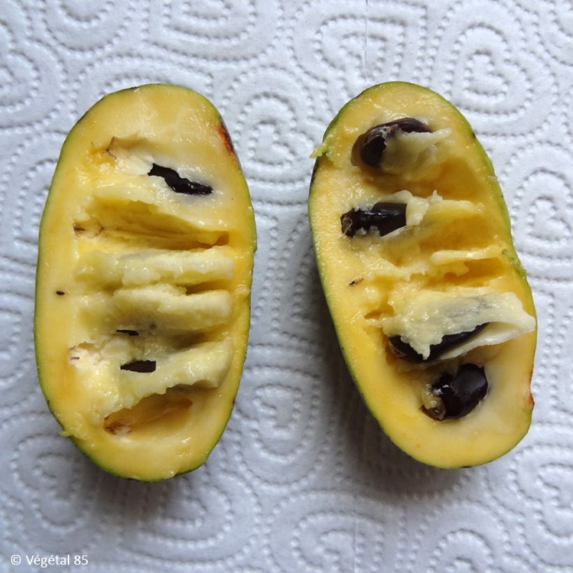 Asimina triloba Summer Delight - Pawpaw (Harvest)