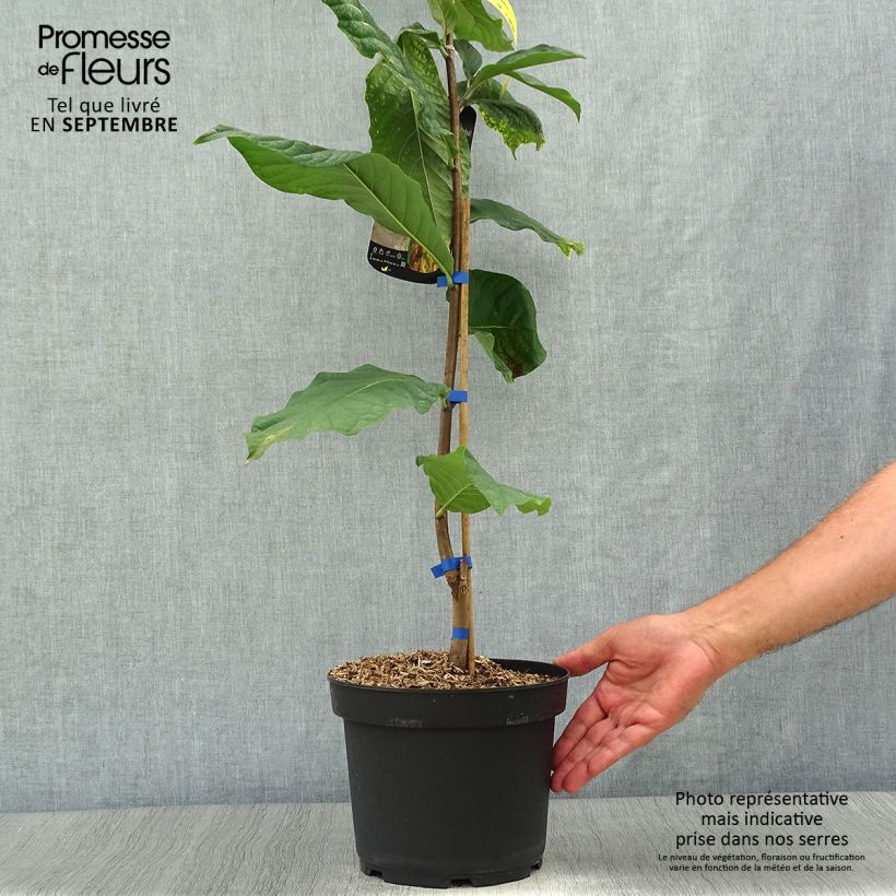 Asimina triloba Susquehanna Peterson Pawpaws en pot de 4l/5l sample as delivered in autumn