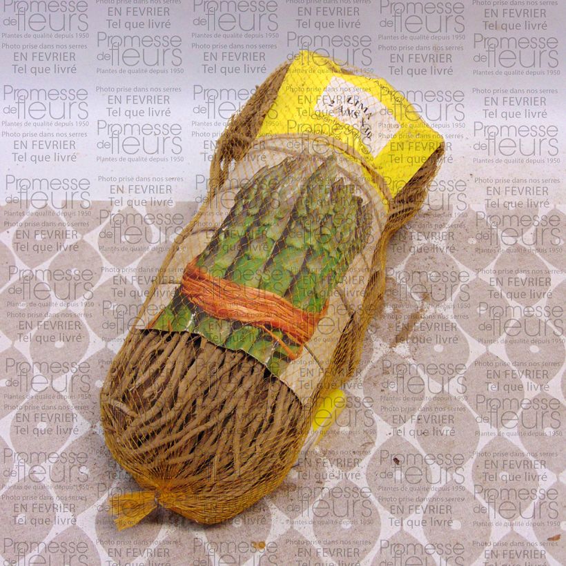 Example of Asperge sélection Lima Verte en griffes - Asparagus officinalis Sac de 10 griffes specimen as delivered