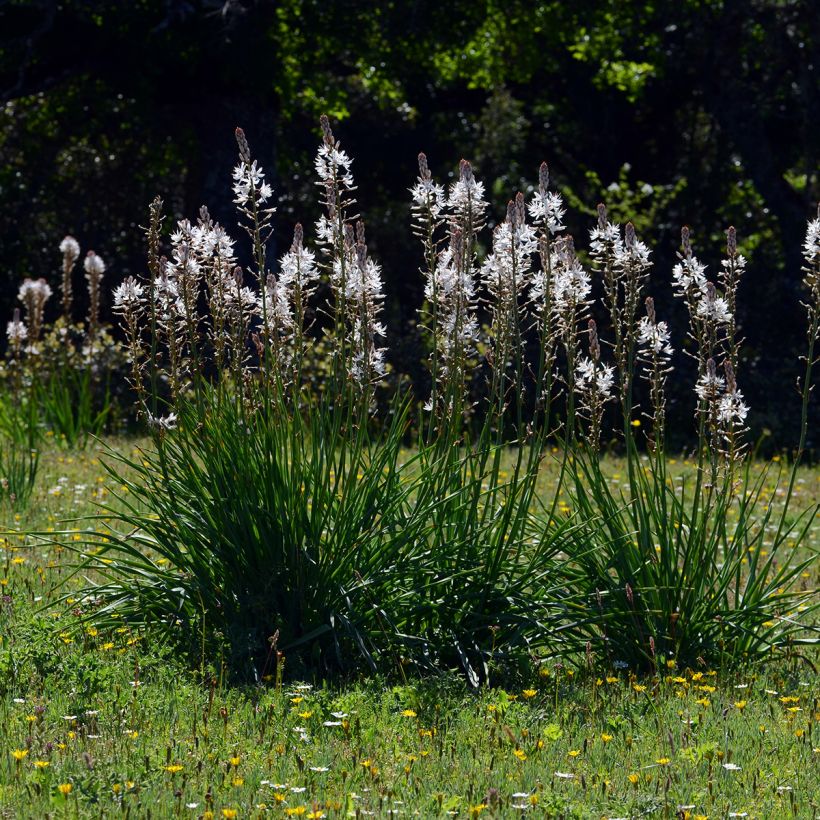 Asphodelus albus (Plant habit)