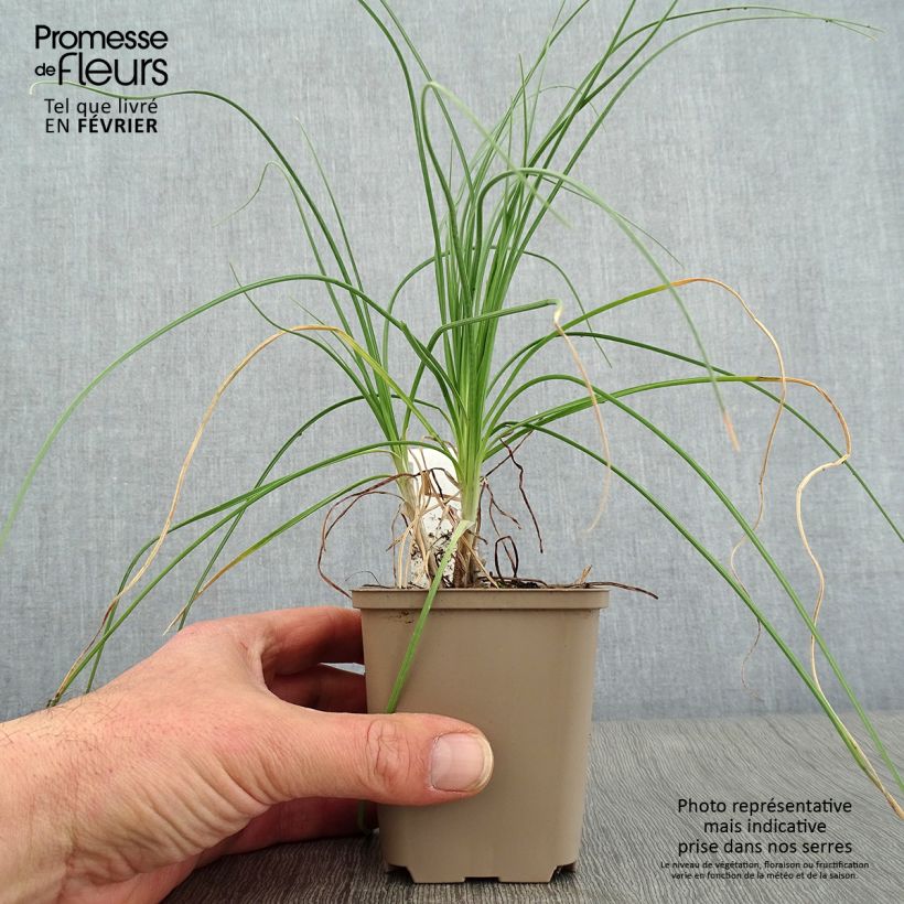 Asphodeline liburnica - Bâton de Jacob Godet de 8/9 cm sample as delivered in winter