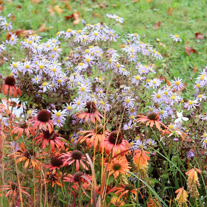 Aster ageratoides Eleven Purple (Plant habit)