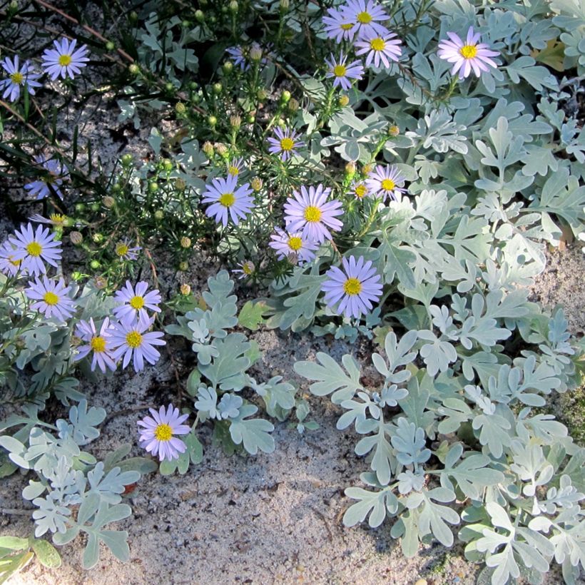 Ionactis linariifolia - Aster (Plant habit)