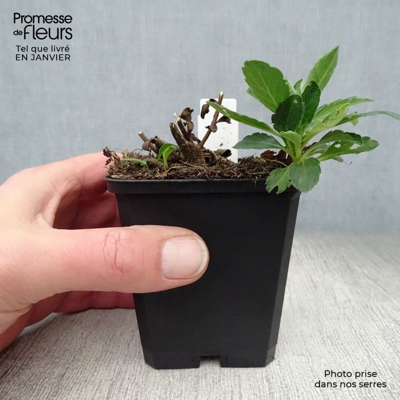 Aster ageratoides Starshine - Aster d'automne Godet de 9cm sample as delivered in winter