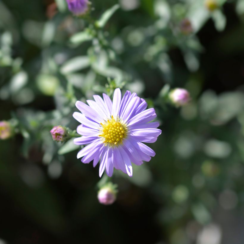 Aster dumosus Professor Anton Kippenberg (Flowering)