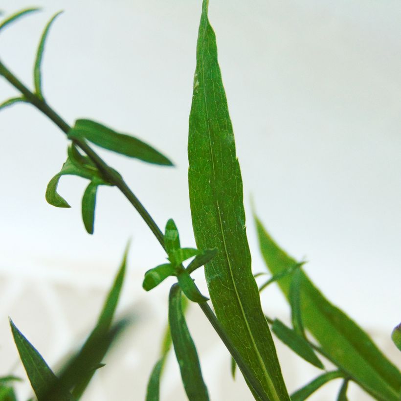 Aster dumosus Silberblaukissen (Foliage)