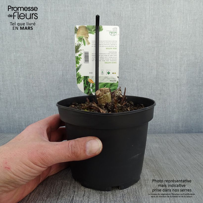 Aster maritime - Aster tripolium ou Tripolium pannonicum Pot de 1,5L/2L sample as delivered in winter