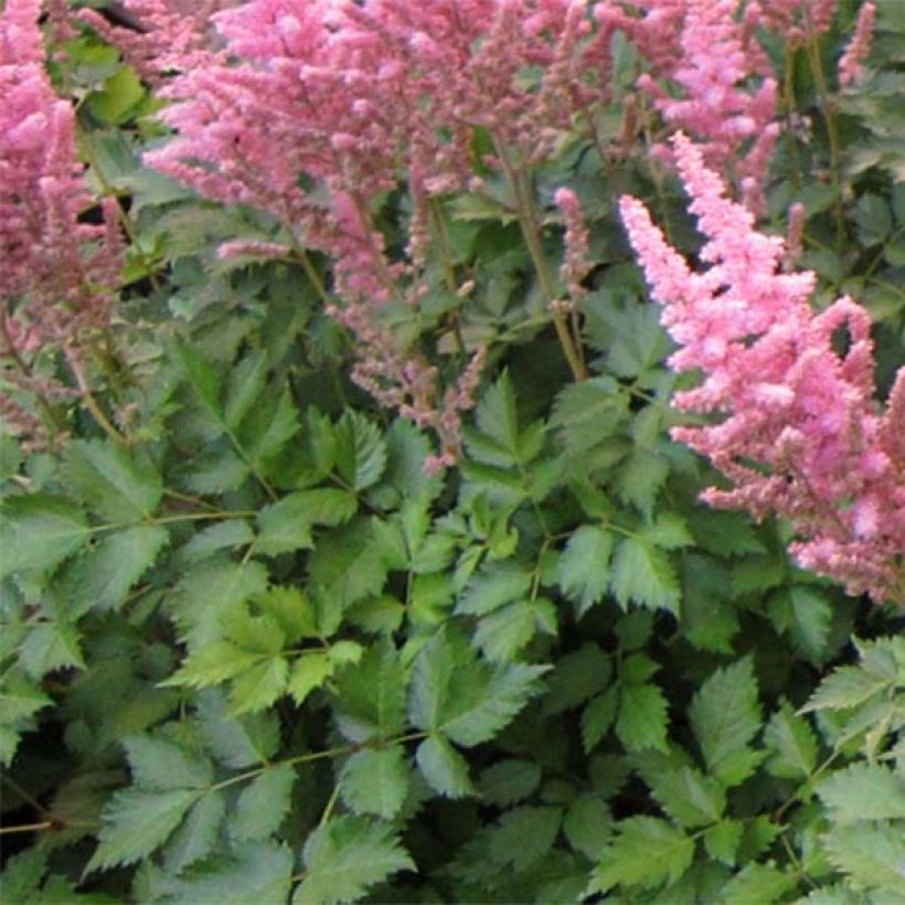 Astilbe chinensis Vision in Pink (Foliage)