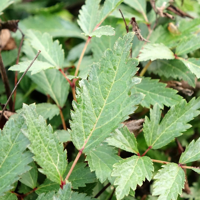 Astilbe arendsii Cappuccino (Foliage)