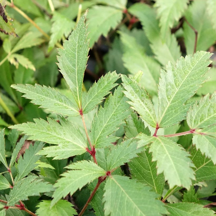 Astilbe arendsii Ellie (Foliage)