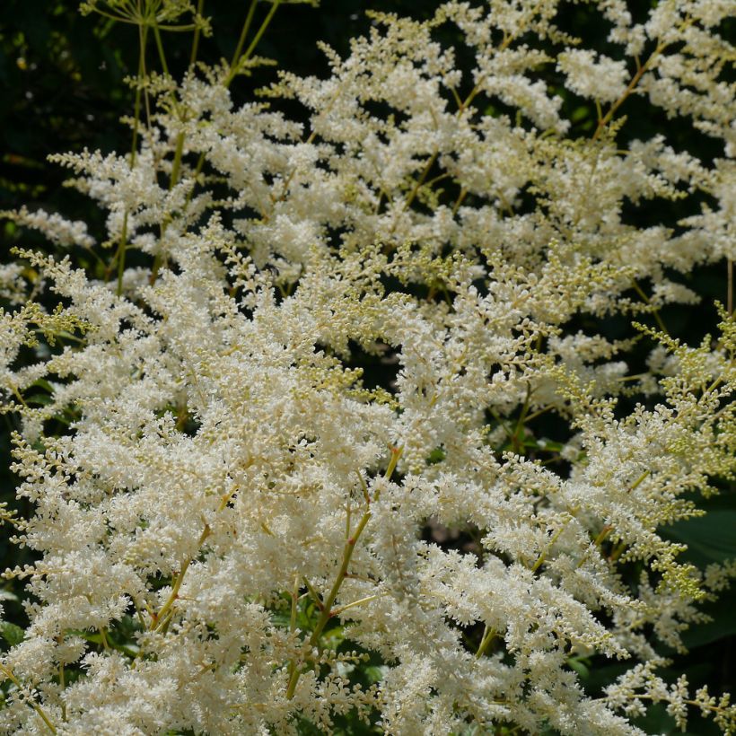 Astilbe biternata (Flowering)