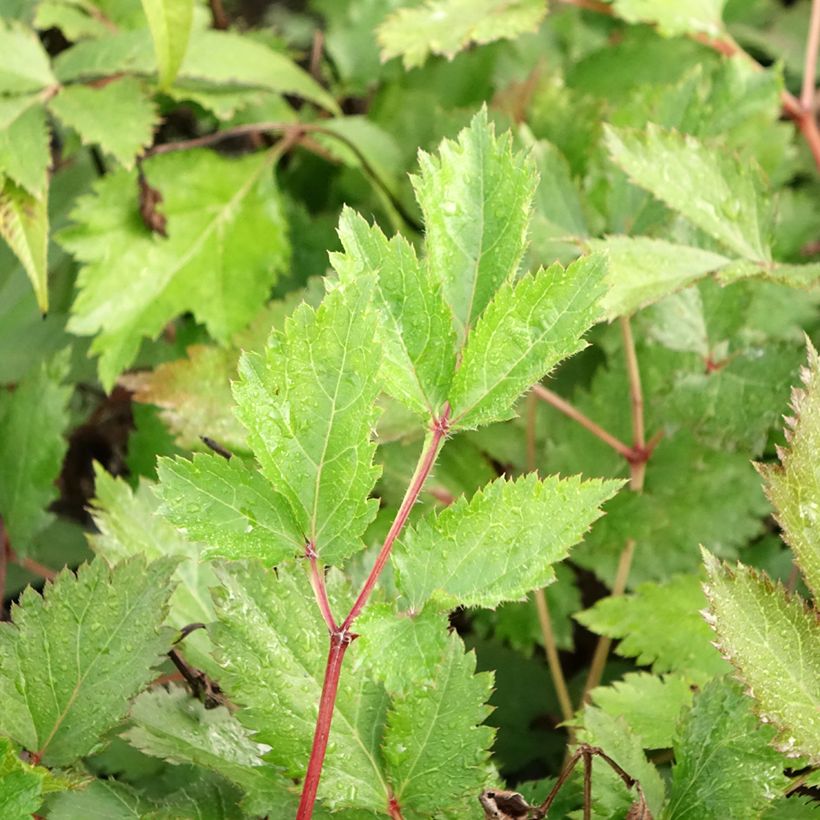 Astilbe chinensis Mighty Chocolate Cherry - Chinese Astilbe (Foliage)