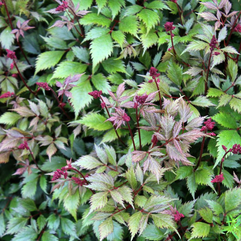 Astilbe Montgomery (Foliage)