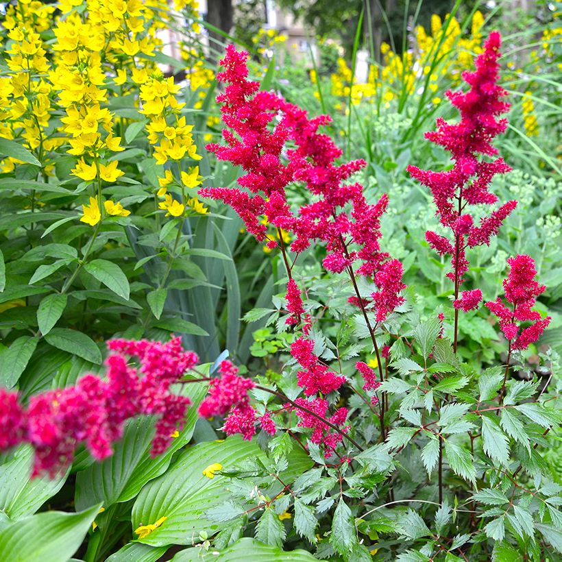 Astilbe japonica 'Vesuvius' (Plant habit)