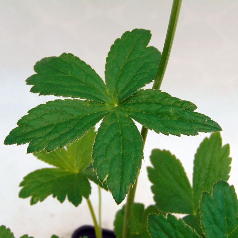 Astrantia major 'Alba'  (Foliage)