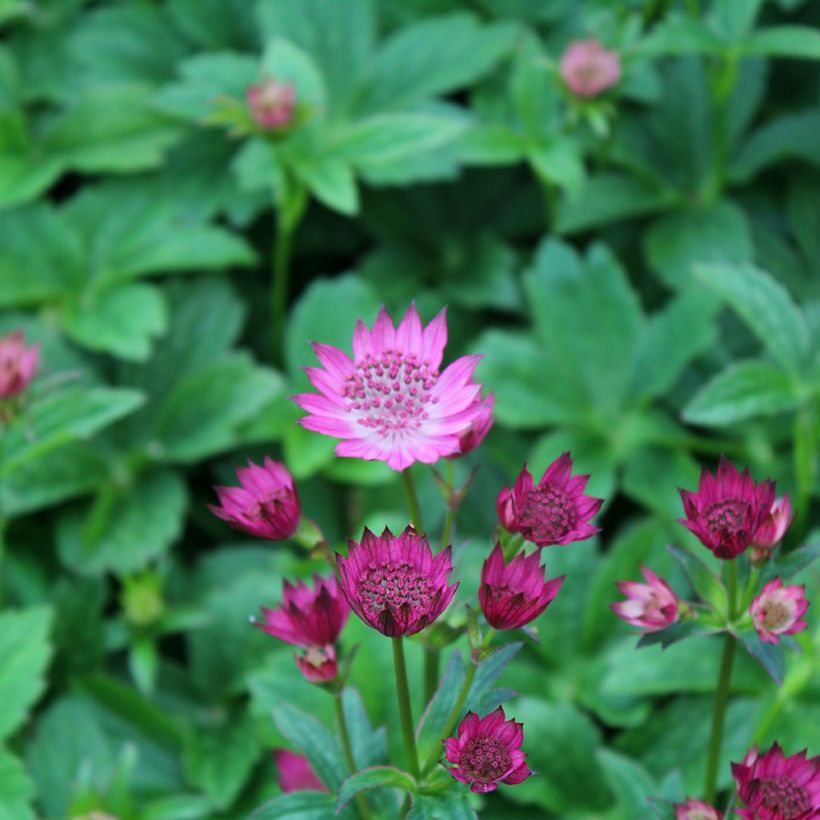 Astrantia major Venice - Masterwort (Flowering)