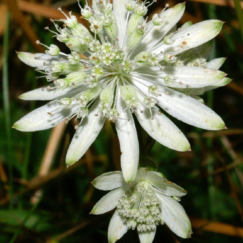 Astrantia bavarica - Masterwort (Flowering)