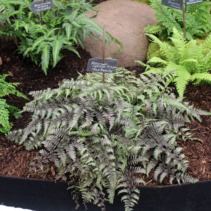 Athyrium niponicum var. pictum Red Beauty - Painted Fern (Plant habit)