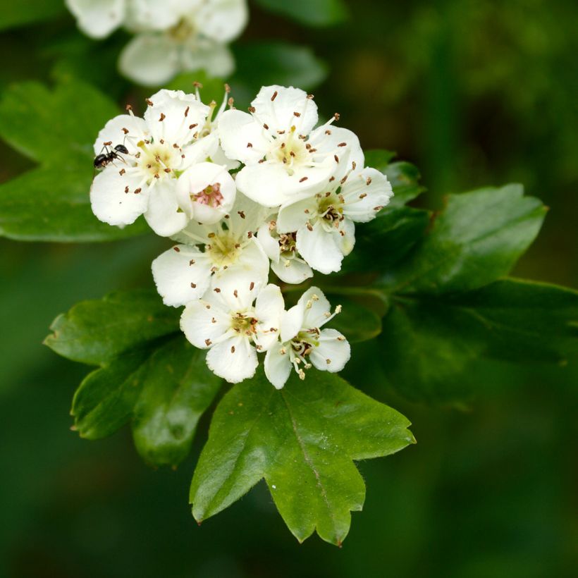 Crataegus monogyna Xanthocarpa (Flowering)