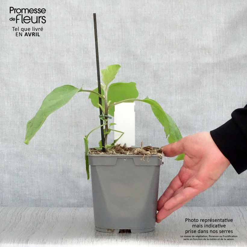 Aubergine Sultane en plants GREFFES en pot  Pot de 10 cm/11cm sample as delivered in spring