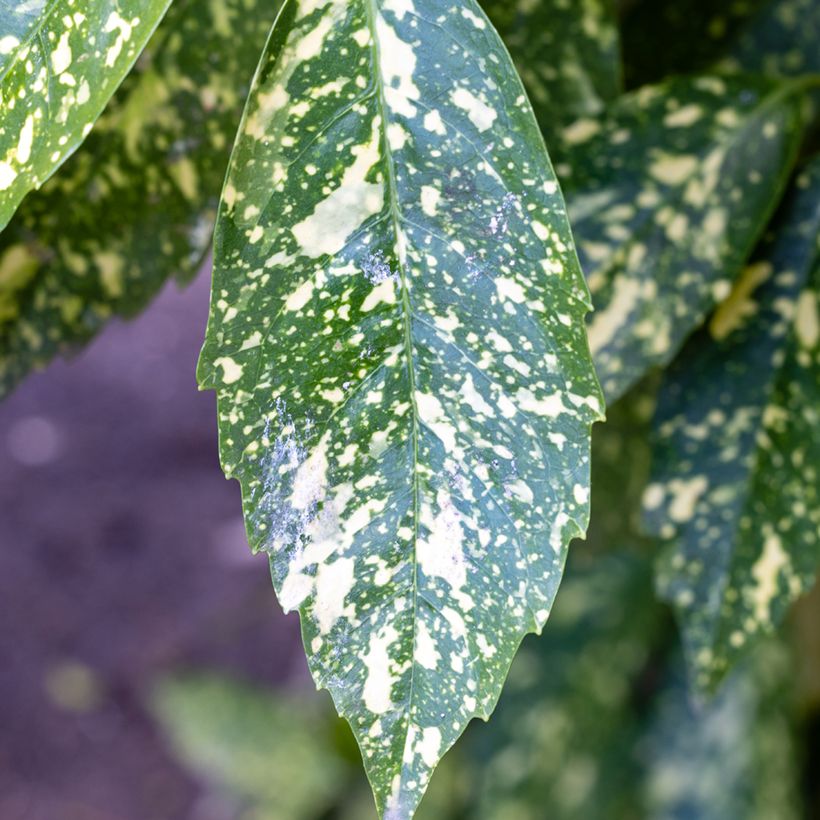 Aucuba japonica Crotonifolia- Spotted Laurel (Foliage)