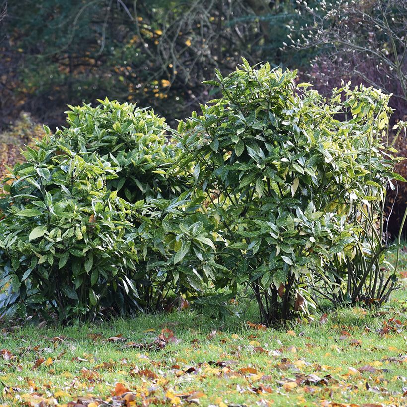 Aucuba japonica (Plant habit)