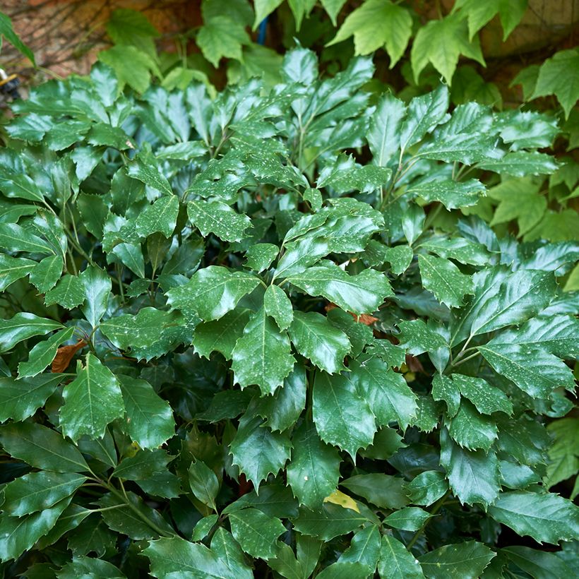 Aucuba Japonica Rozannie- Spotted Laurel (Foliage)