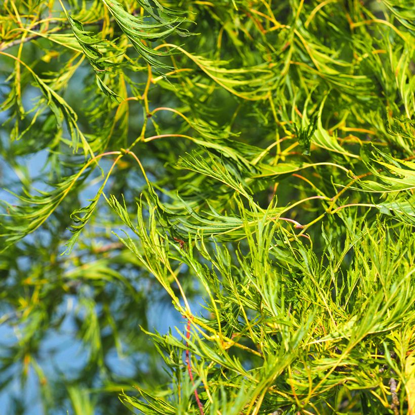 Alnus glutinosa Imperialis (Foliage)