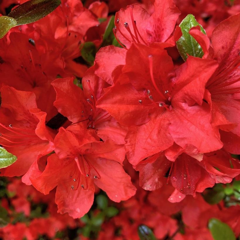 Azalea japonica Arabesk (Flowering)