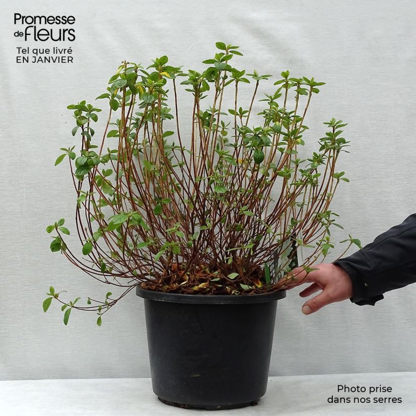 Japanese Azalea Palestrina sample as delivered in winter