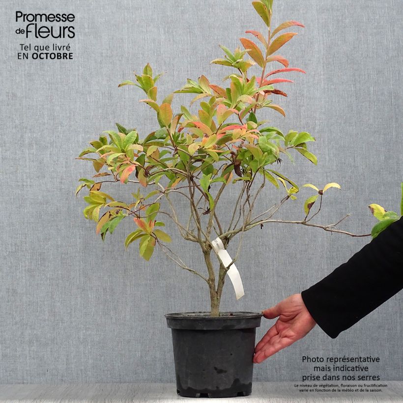 Azalée de Chine Anneke - Rhododendron hybride Pot de 4L/5L sample as delivered in autumn