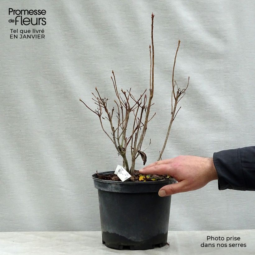 Azalée de Chine Delicatissima - Rhododendron (x) occidentale Pot de 4L/5L sample as delivered in winter