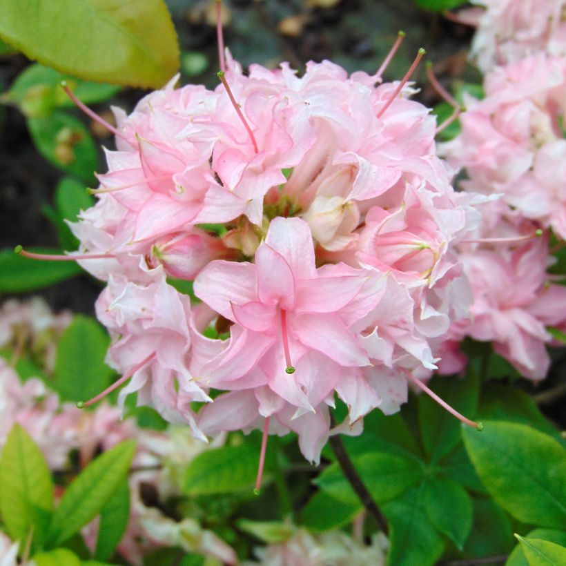 Rhododendron Homebush - Knaphill Azalea (Flowering)