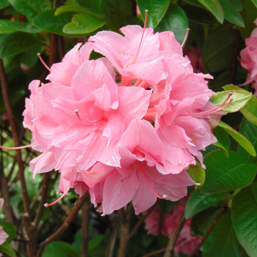 Azalea Kilian (Flowering)