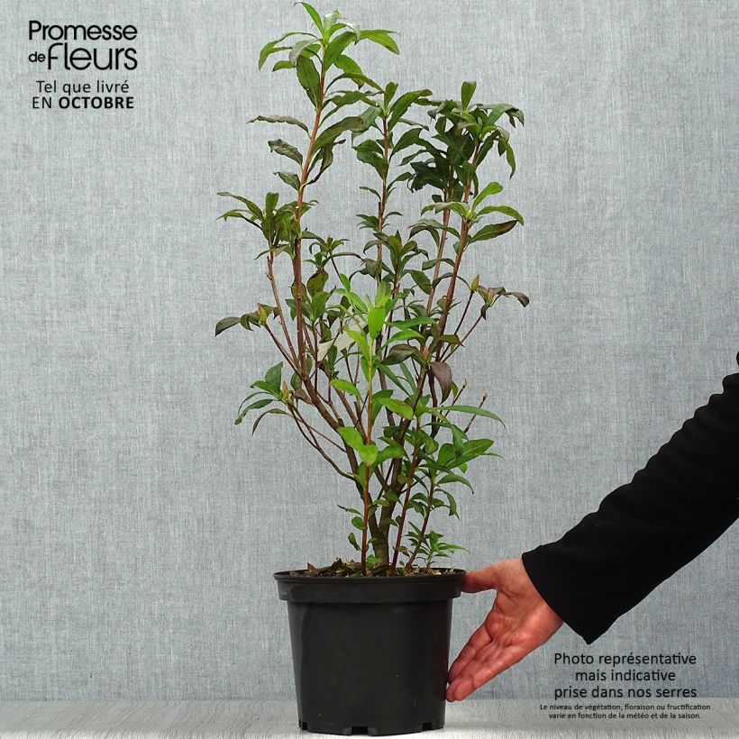 Azalée de Chine Wallowa Red - Rhododendron hybride Pot de 4L/5L sample as delivered in autumn