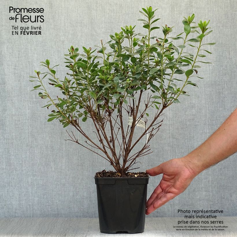 Azalée du Japon Al's Picotee - Rhododendron hybride Pot de 2L/3L sample as delivered in autumn