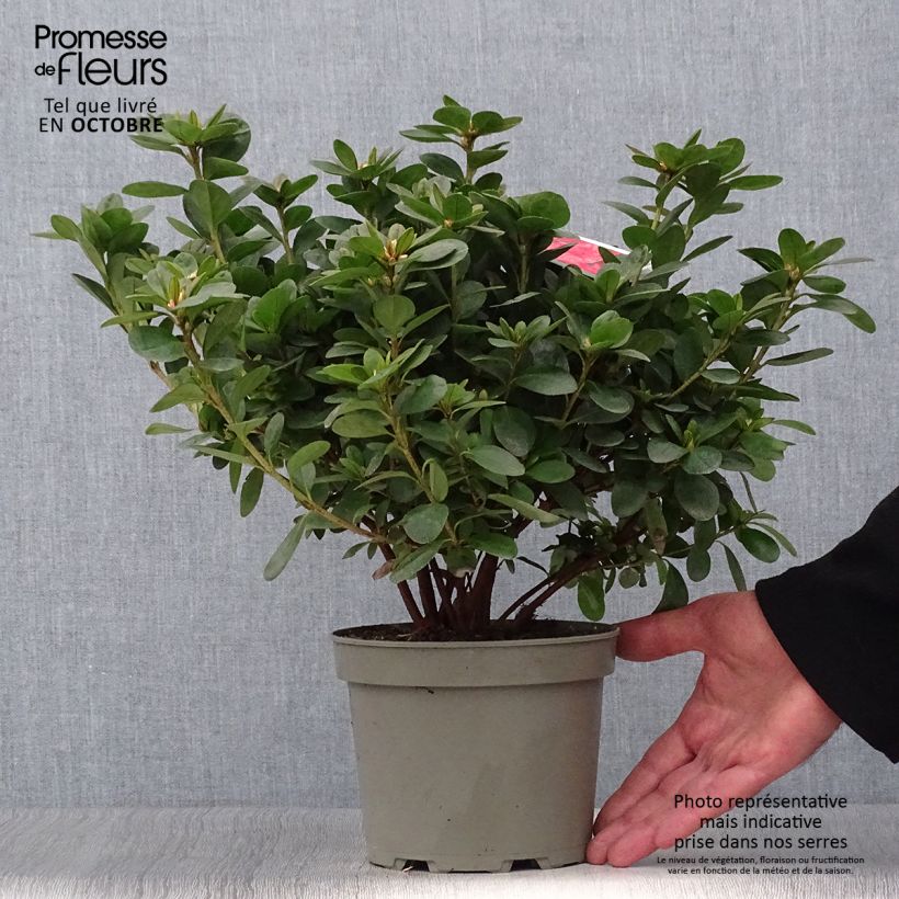 Azalée du Japon Ardeur - Rhododendron hybride Pot de 2L/3L sample as delivered in autumn