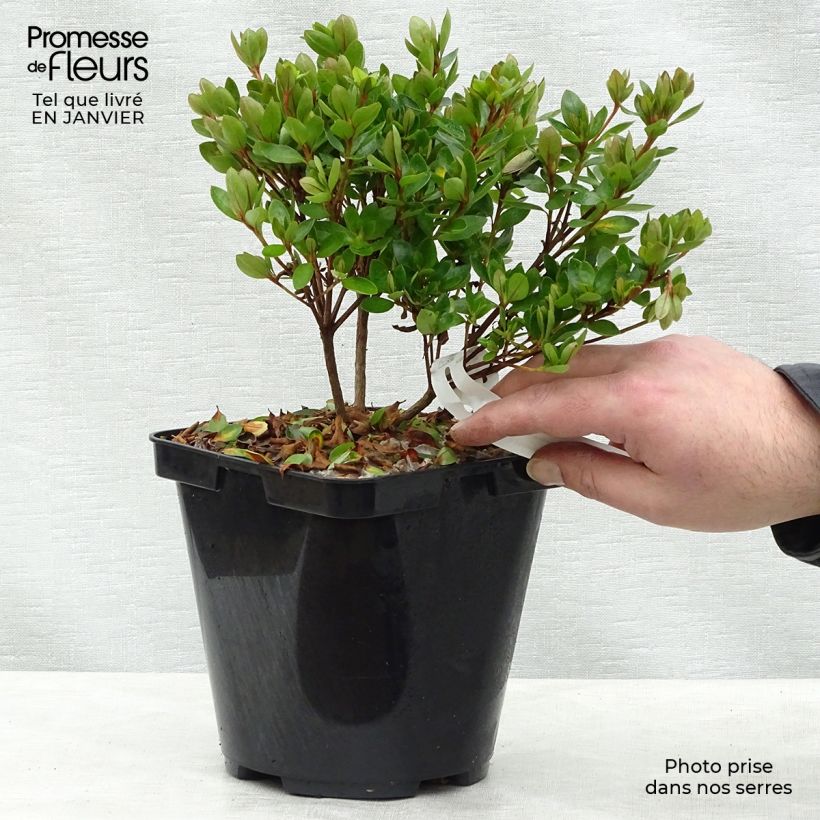 Azalée du Japon Kirin - Rhododendron hybride Pot de 2L/3L sample as delivered in winter