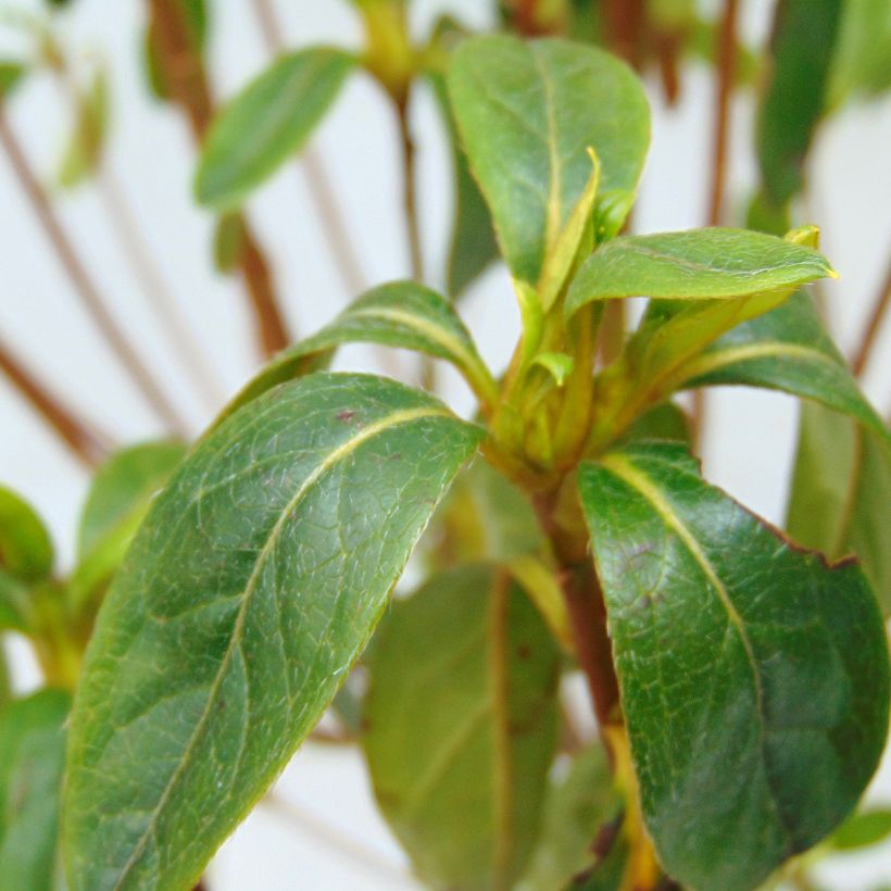 Japanese Azalea Palestrina (Foliage)