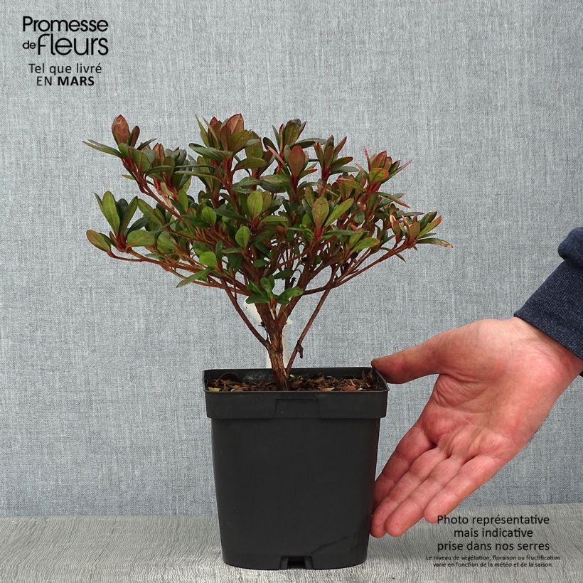 Azalée japonaise - Azalea japonica Arabesk en pot de 1.5L/2L sample as delivered in winter