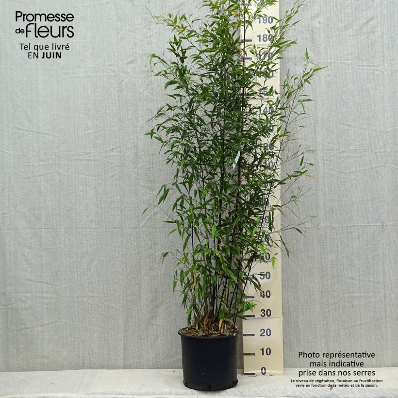 Bambou noir - Phyllostachys nigra 175/200 en pot de 15L sample as delivered in autumn