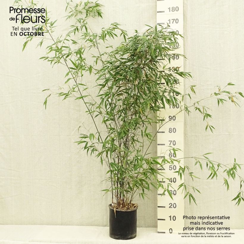 Bambou noir - Phyllostachys nigra en pot de 7,5L sample as delivered in autumn