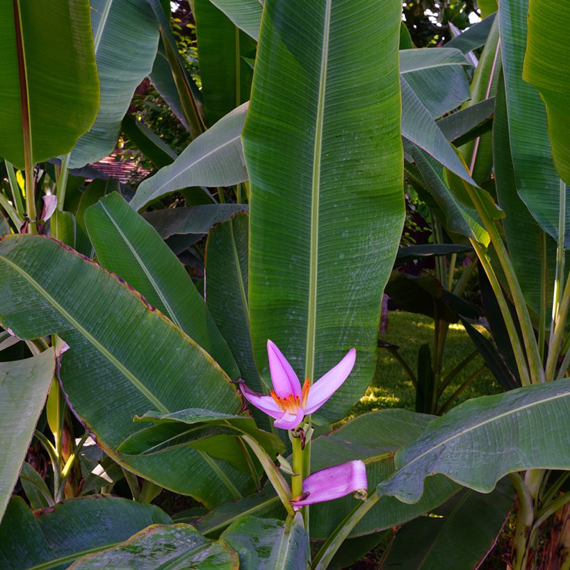 Musa velutina - Banana (Foliage)