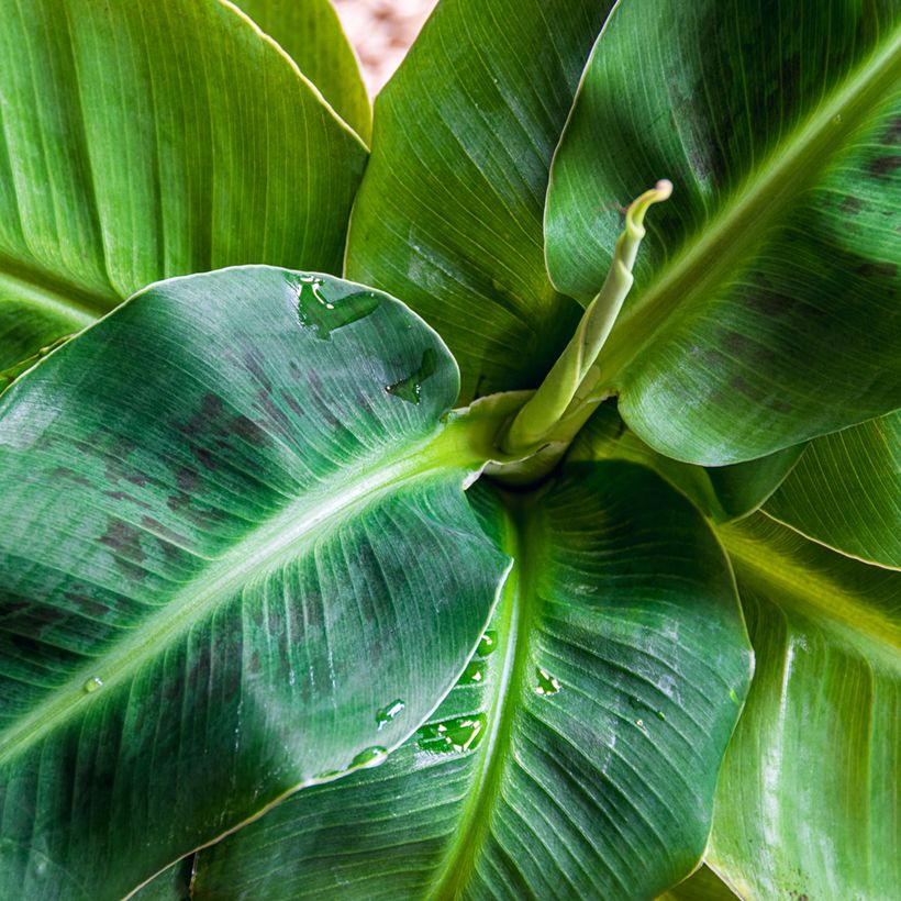 Musa acuminata Dwarf Cavendish - Banana (Foliage)