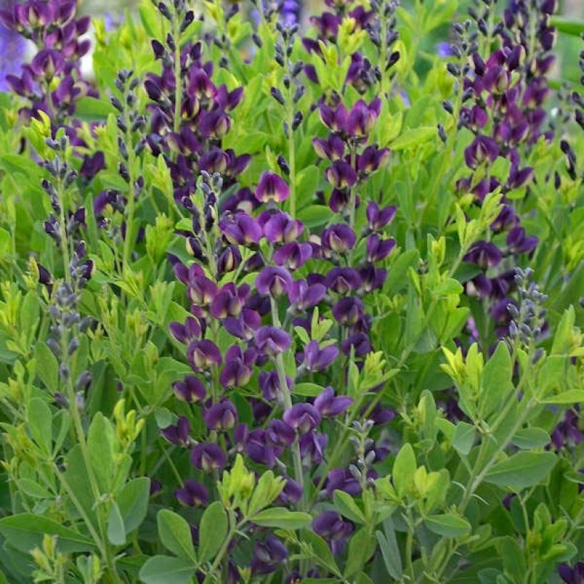 Baptisia Grape Taffy - False Indigo (Flowering)