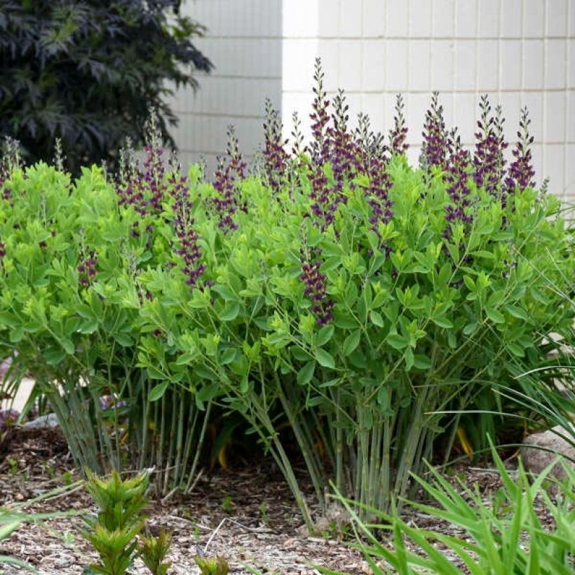 Baptisia Grape Taffy - False Indigo (Plant habit)