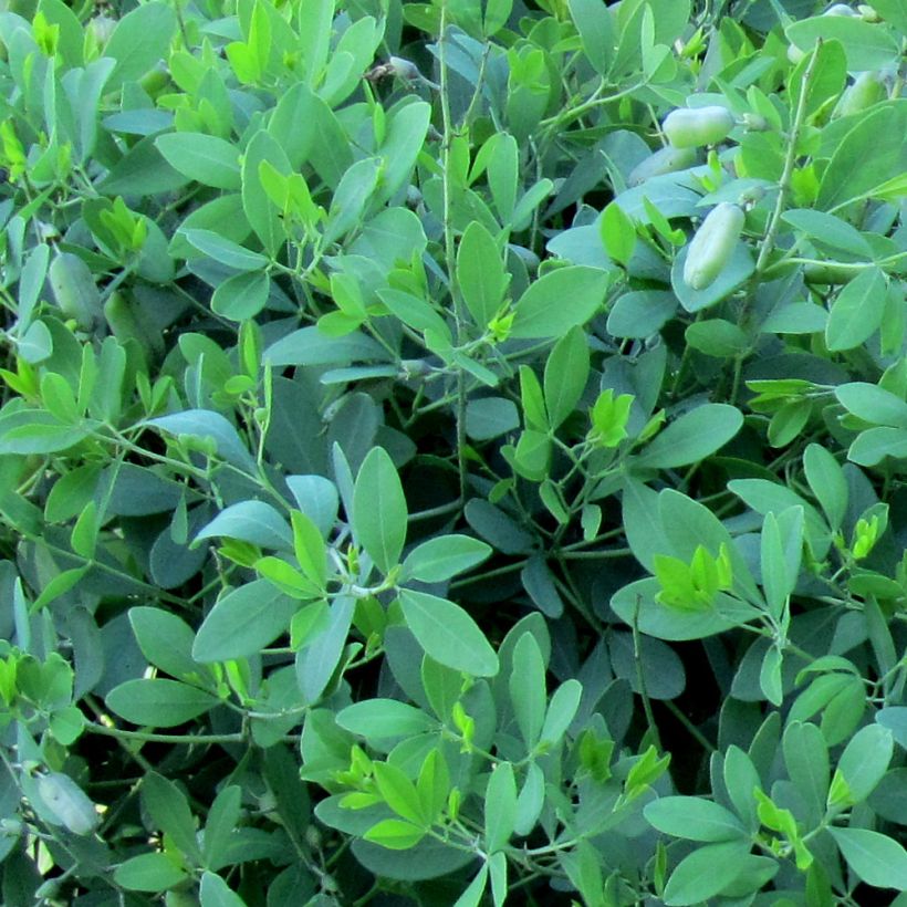 Baptisia alba var. macrophylla - White False Indigo (Foliage)